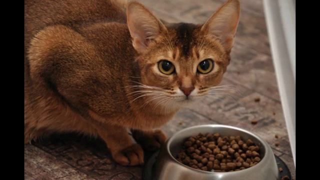 хранение сухого корма для кошек смотреть онлайн