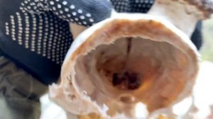 Рога косули. Обработка трофея в домашних условиях. Как отбелить череп.