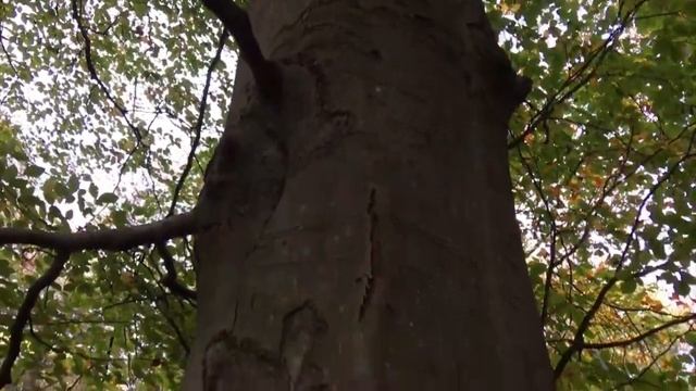 AGARICUS AUGUSTUS MUSHROOMS смотреть онлайн