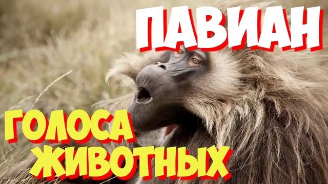 Голоса птиц и звуки животных. Звуки природы слушать онлайн ПАВИАН смотреть онлайн