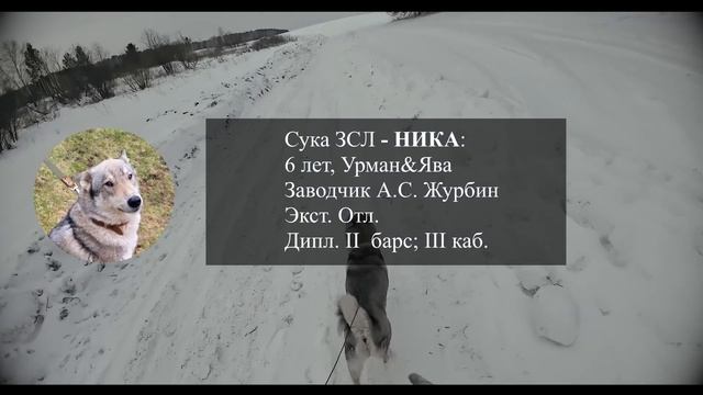 Финальная ОХОТА на кабана в этом сезоне. Долгожданный рассказ о лайках смотреть онлайн