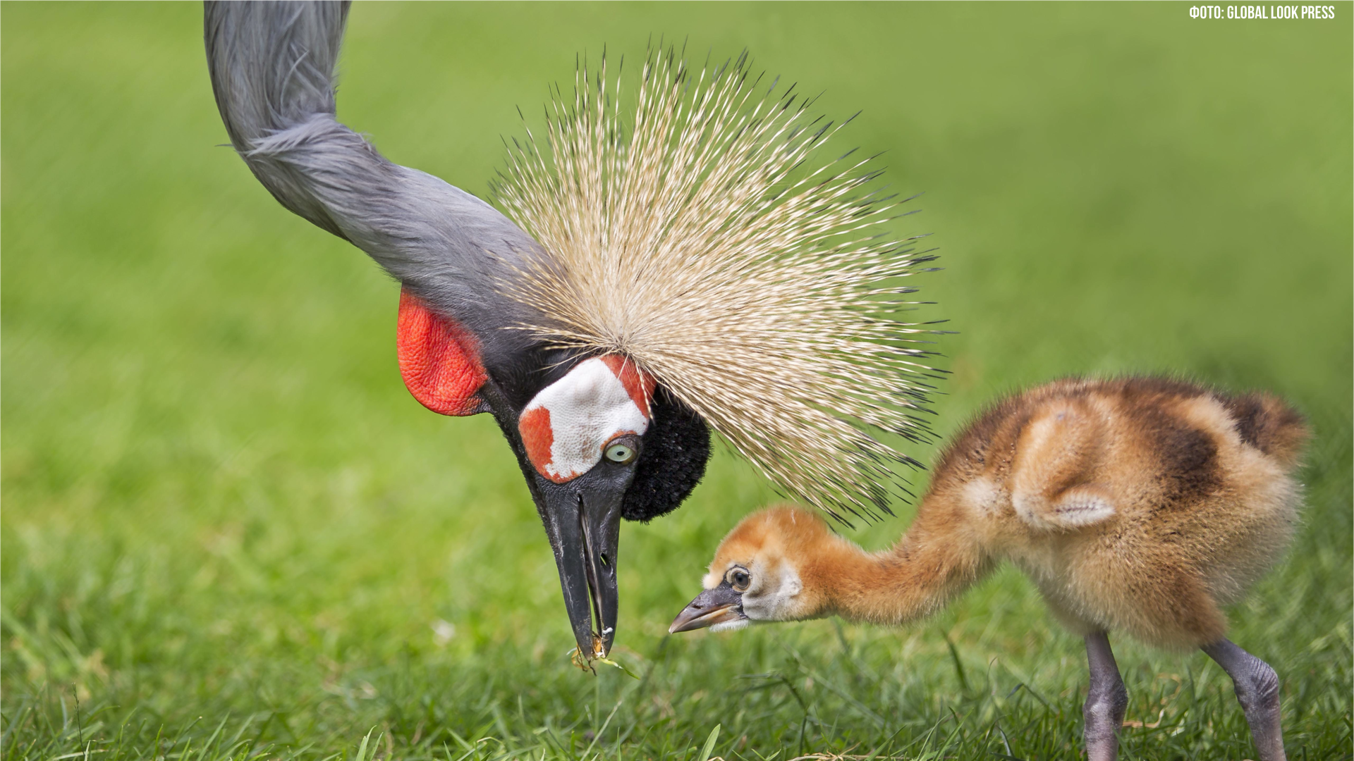 Как венценосный журавль подружился со Станиславом смотреть онлайн