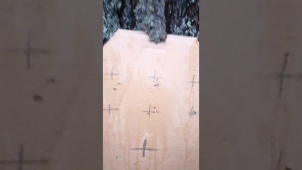 карабин Коршун 22lr