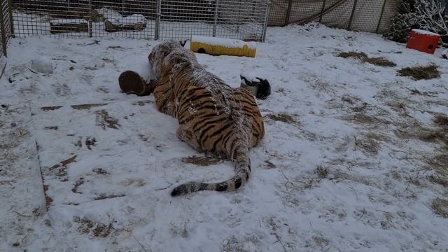 Тигры и первый снег/ tigers saw the first snow смотреть онлайн