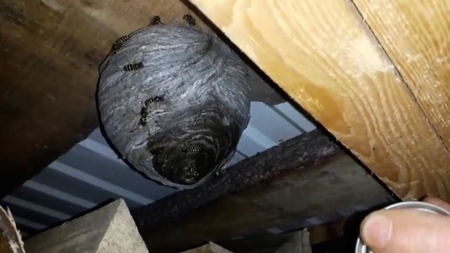 Как уничтожить осиное гнездо за 5 секунд. смотреть онлайн