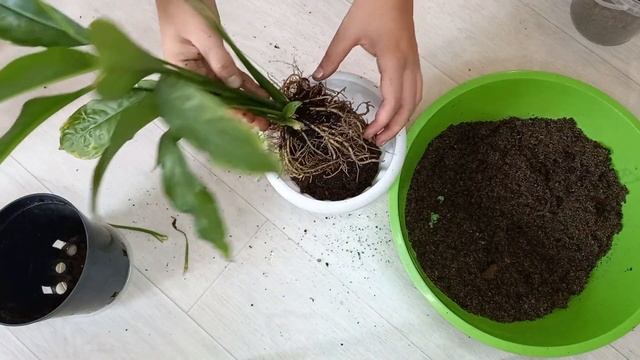 Спатифиллум, как пересадить правильно, подбираем правильный грунт смотреть онлайн