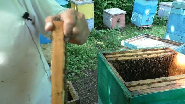 Как выбрать лучший маточник? смотреть онлайн