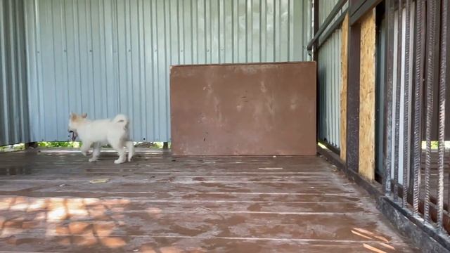 Якутский Волк принял в стаю РЕДКОГО Карельского Гибрида Волка и Волэнда. Самый добрый Волк Братиш. смотреть онлайн