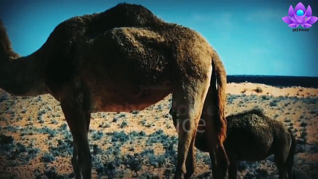 Hazrat Saleh ki ontni ka waqia | Qaum e samood ka waqia | Camel of Salih thamud story | MS Voice смотреть онлайн