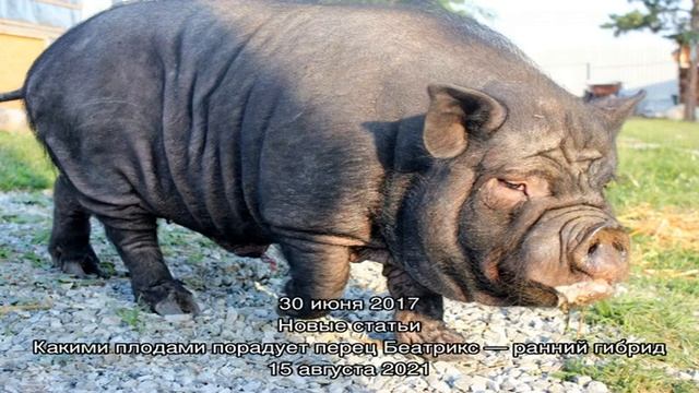 Несложное содержание вьетнамских свинок зимой смотреть онлайн