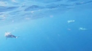 COCOON MALDIVES 5*  МАЛЬДИВЫ 2021 ПОЛНЫЙ ОБЗОР