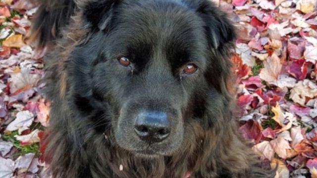 Original Song About My Dogs смотреть онлайн