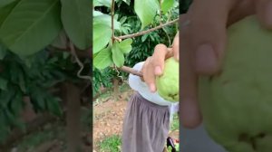 Китайский ? огород ? красивый