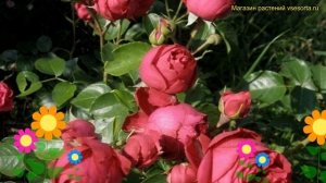 Роза кустовая Эрик Таберли. Краткий обзор, описание характеристик, где купить саженцы Eric Tabarly