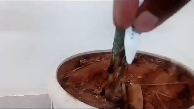 Areca palm - care смотреть онлайн