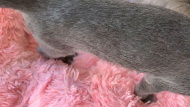 Самый классный кот Гоша смотреть онлайн
