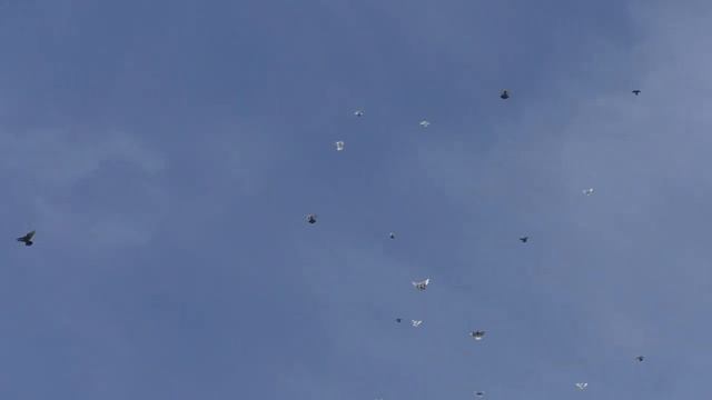 Новинка николаевские торцовые у Михаила в Крыму 2019 (1) смотреть онлайн