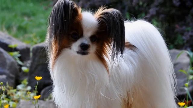Папийон (Papillon)