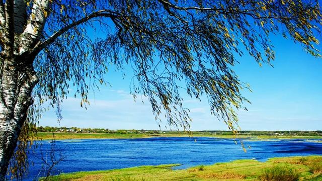 ИНТЕРЕСНЫЕ ФАКТЫ О ДЕРЕВЕ БЕРЁЗА. смотреть онлайн