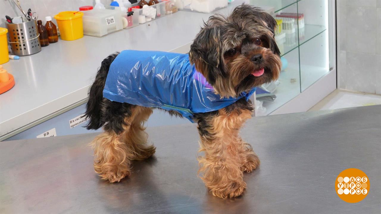 Дождевик для собаки. Доброе утро. Фрагмент выпуска от 10.10.2023 смотреть онлайн