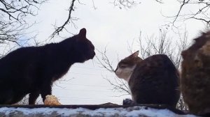Разборки двух котов , на крики сбежались все псы . Драка кошек .