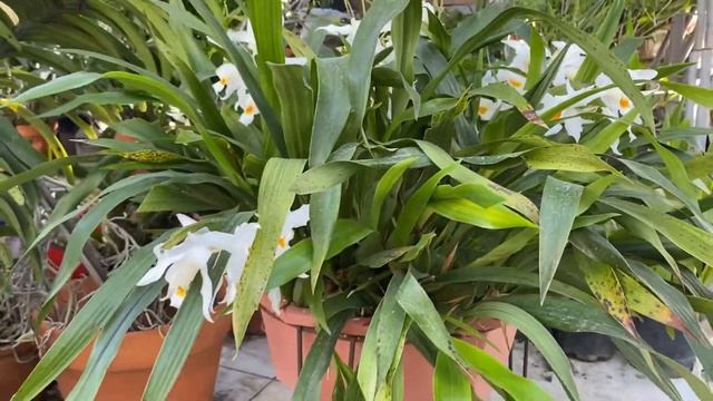 Coelogyne mooreana blooming смотреть онлайн
