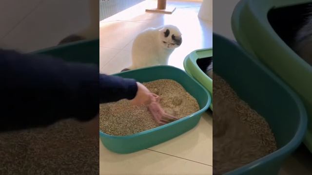 Как убирать кошачий туалет смотреть онлайн