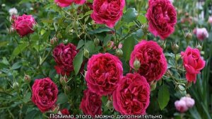 Роза Вильям Шекспир (William Shakespeare) — характеристики сортового куста