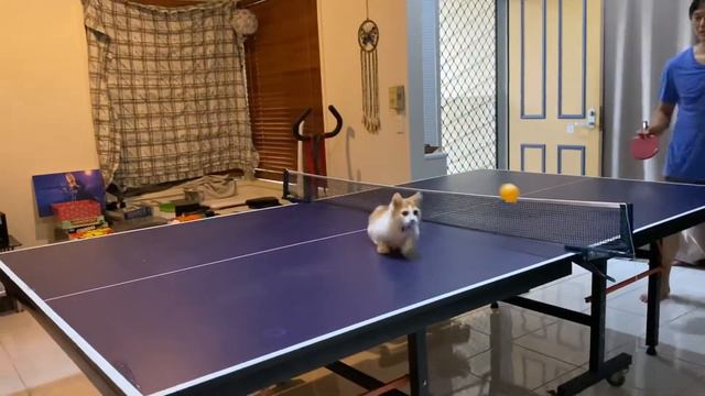 Munchkin kitty playing Ping pong смотреть онлайн