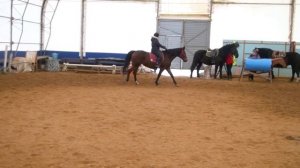 Управление лошадью. Посадка всадника, учебная рысь. часть 2.