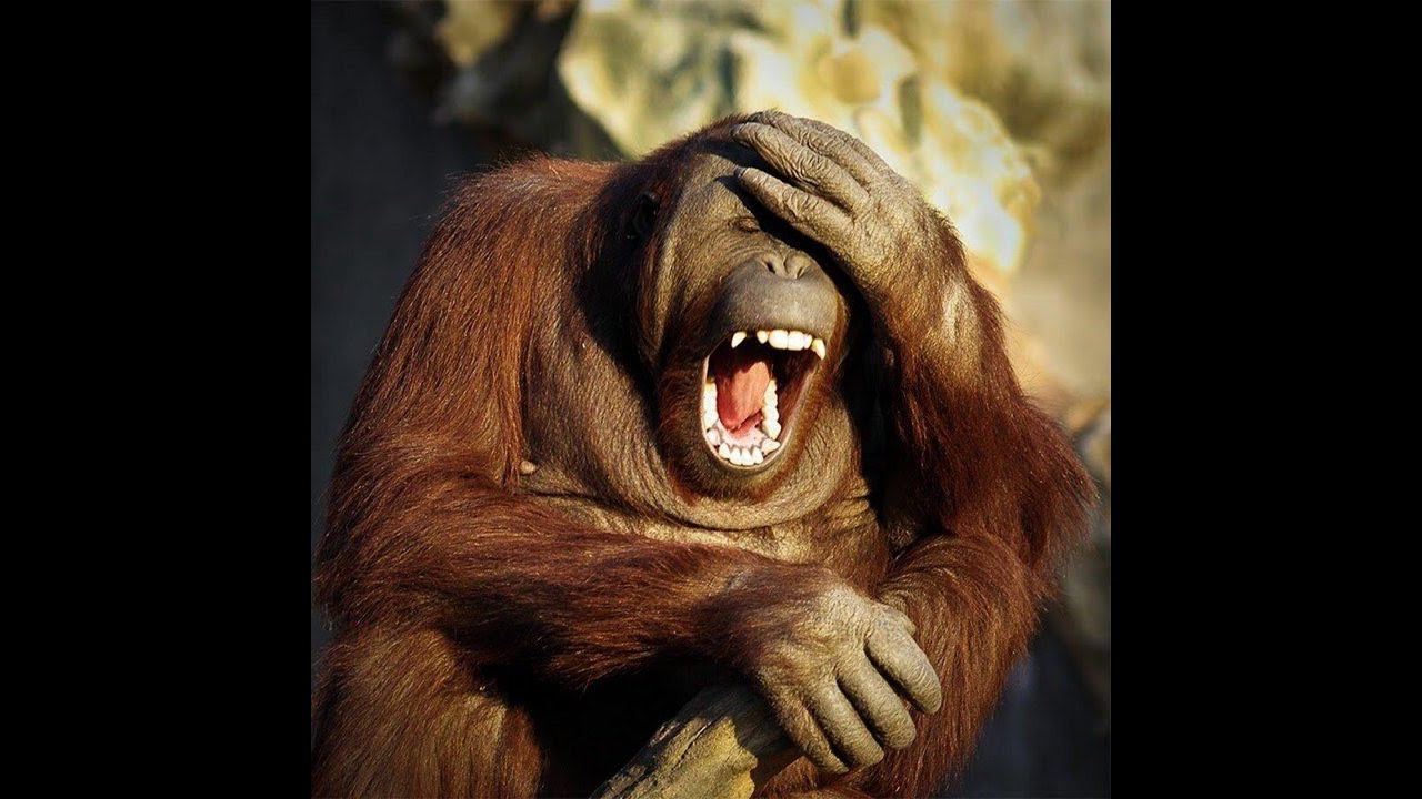 Забавные животные. Подборка весёлых картинок для хорошего настроения.