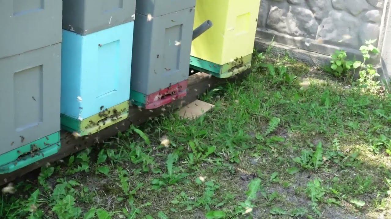 шестирамочники на акации смотреть онлайн