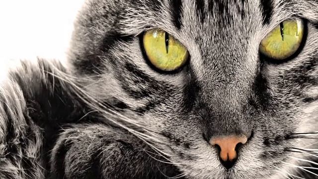 Почему же мы так любим кошек? смотреть онлайн