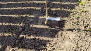 Колоновидная груша Медовая сорт для Подмосковья цена саженца