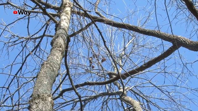 Осенью без того средства никак! Как правильно применять железный купорос осенью в саду и огороде? смотреть онлайн