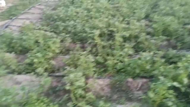 курзат против фитофторы на картофеле. вторая посадка смотреть онлайн