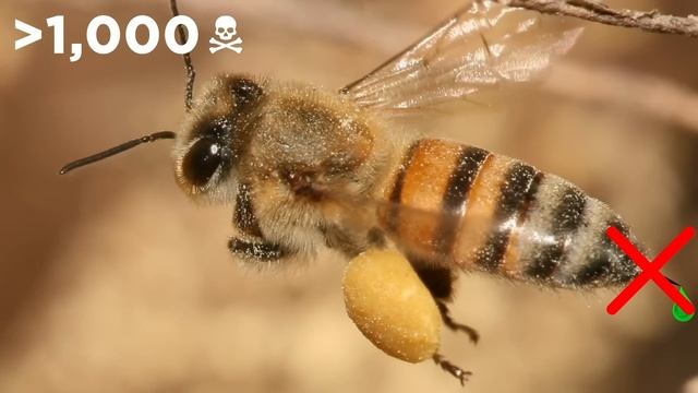 Why Do Bees Die After Stinging? смотреть онлайн
