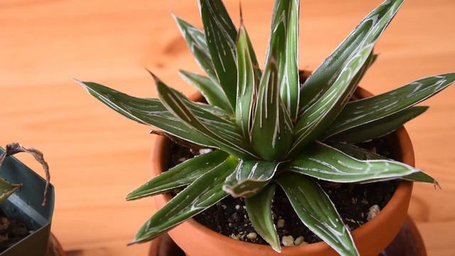 My two Agave plants March 2022 смотреть онлайн