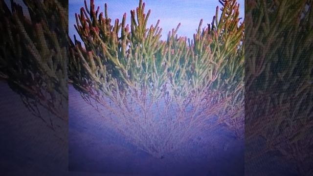 Солерос европейский: полезные свойства и применение.