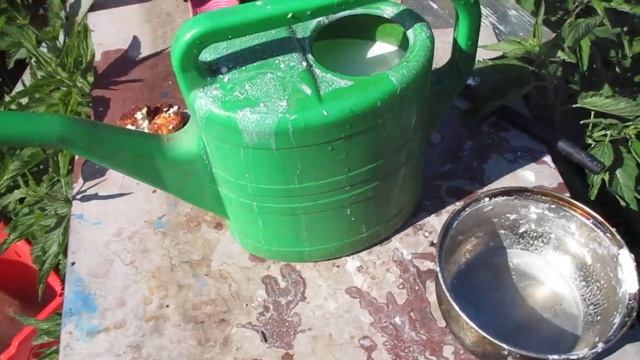 Клубника. Всего одна подкормка и ягода на клубнике будет КРУПНОЙ! смотреть онлайн