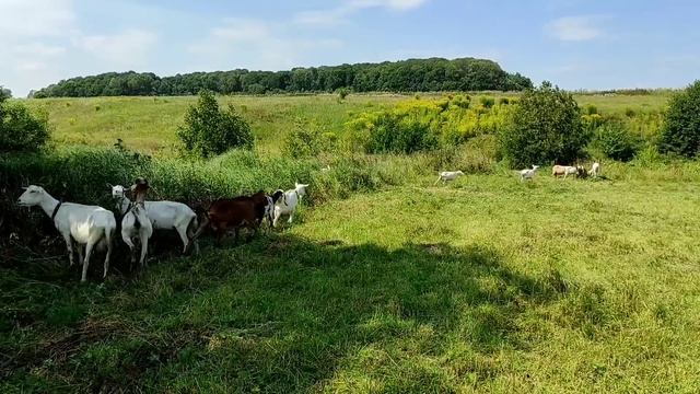 Начались охоты у коз.Алтай старается.Куры сходят с ума от этого.Коза изгой в стаде, интересно