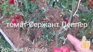 Томат Сержант Пеппер честный отзыв.?