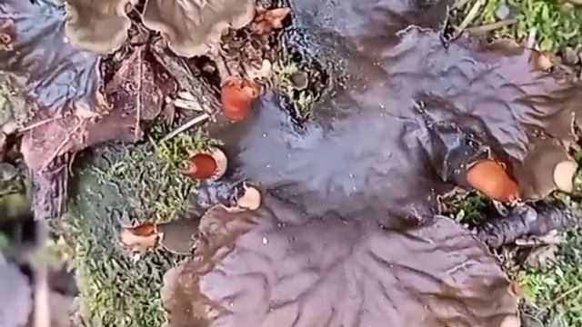 Чудо цветы в лесу осеннем смотреть онлайн