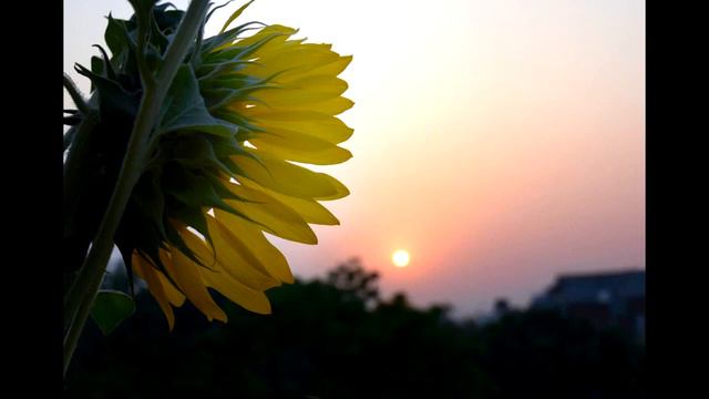 Original music || Brink of Morning смотреть онлайн