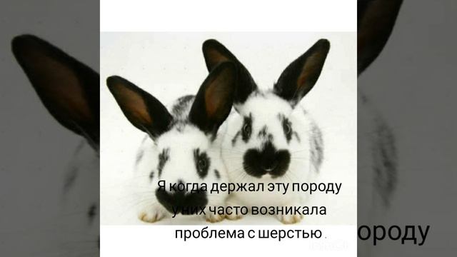 Порода Бабочка(коротко) смотреть онлайн