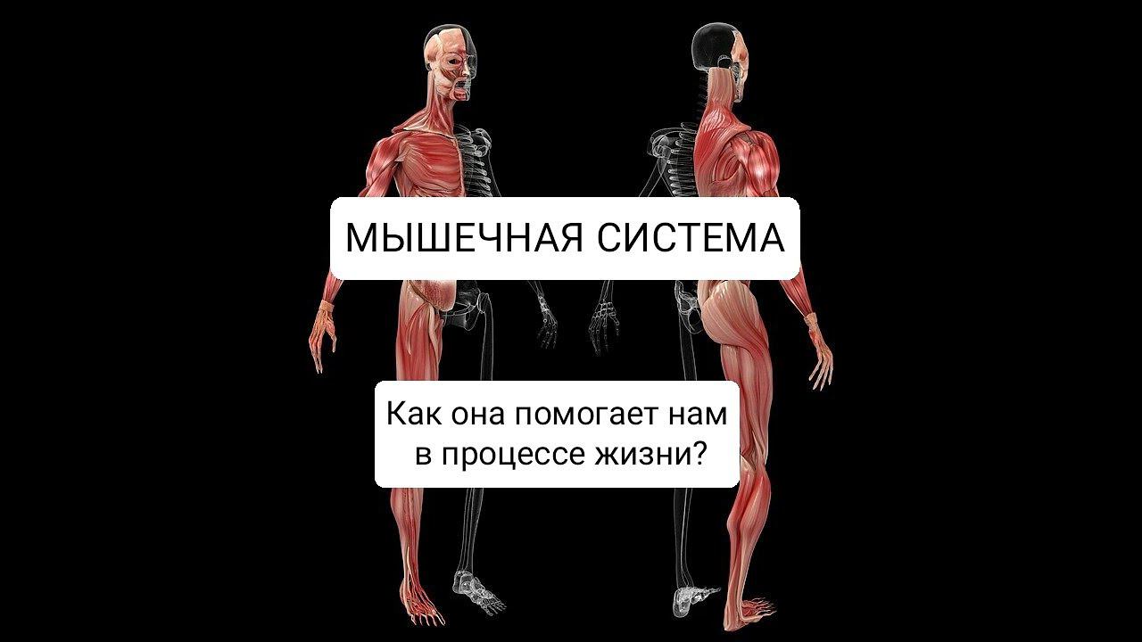 Мышечная система человека. Как она работает? смотреть онлайн