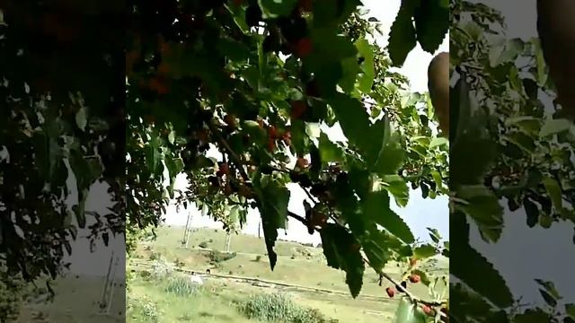 Сонник Тутовник во снах.mp4 смотреть онлайн