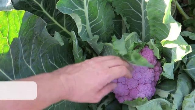 Разноцветная капуста. Деперпл смотреть онлайн