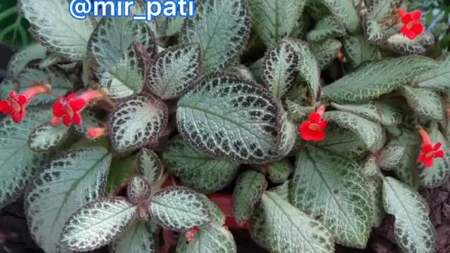 ЭПИСЦИЯ УХОД смотреть онлайн