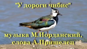 У дороги чибис